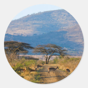 Impala (Aepyceros Melampus), Hluhluwe-Umfolozi Ronde Sticker