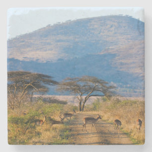Impala (Aepyceros Melampus), Hluhluwe-Umfolozi Stenen Onderzetter
