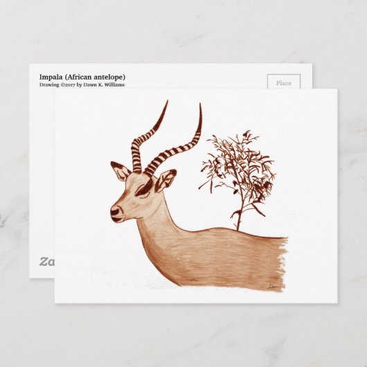 Impala Antelope Dier Wildlife Tekening Schets Briefkaart (Voorkant / Achterkant)