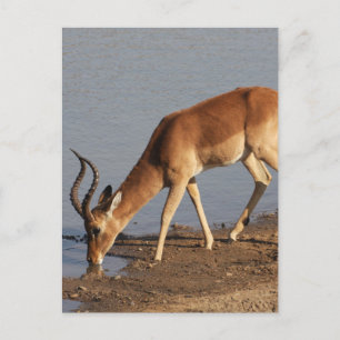 Impala antilope drink bij de waterhole foto feestdagenkaart