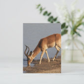 Impala antilope drink bij de waterhole foto feestdagenkaart (Staand voorkant)