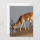 Impala antilope drink bij de waterhole foto feestdagenkaart (Voorkant / Achterkant)