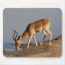 Impala antilope drink bij de waterhole foto