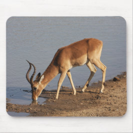 Impala antilope drink bij de waterhole foto muismat