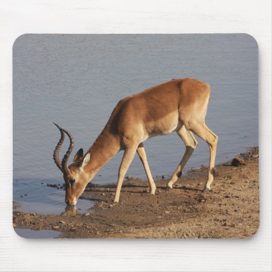 Impala antilope drink bij de waterhole foto muismat (Voorkant)