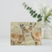 Impala Babys Briefkaart (Staand voorkant)