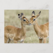 Impala Babys Briefkaart (Voorkant)