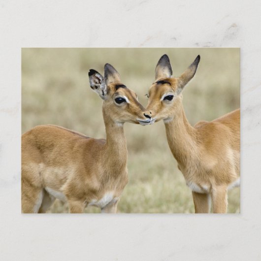 Impala Babys Briefkaart (Voorkant)