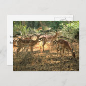 Impala Briefkaart (Voorkant / Achterkant)