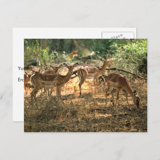 Impala Briefkaart (Voorkant / Achterkant)