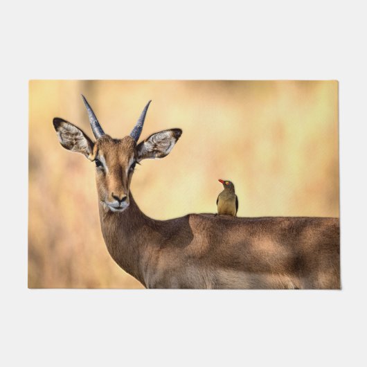 Impala en Oxpecker Bird in Afrika Deurmat (Voorkant)