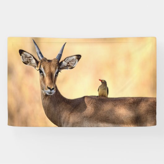 Impala en Oxpecker Bird in Afrika Spandoek (Horizontaal)