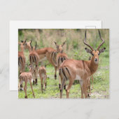Impala in de Okavango-delta Briefkaart (Voorkant / Achterkant)