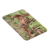 Impala in de Okavango Delta Magneet (Rechterzijde)