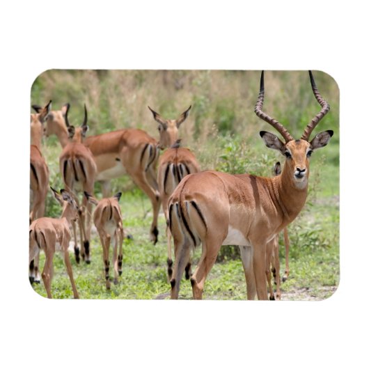 Impala in de Okavango Delta Magneet (Horizontaal)