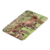 Impala in de Okavango Delta Magneet (Linkerzijde)