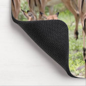 Impala in de Okavango-delta Muismat (Hoek)