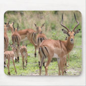 Impala in de Okavango-delta Muismat (Voorkant)