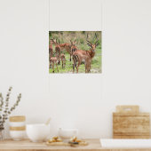 Impala in de Okavango-delta Poster (Keuken)