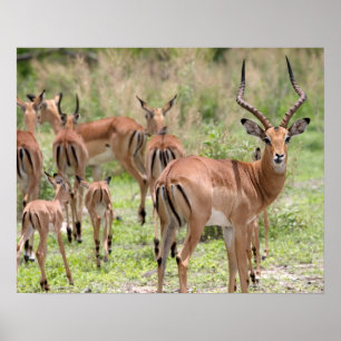 Impala in de Okavango-delta Poster