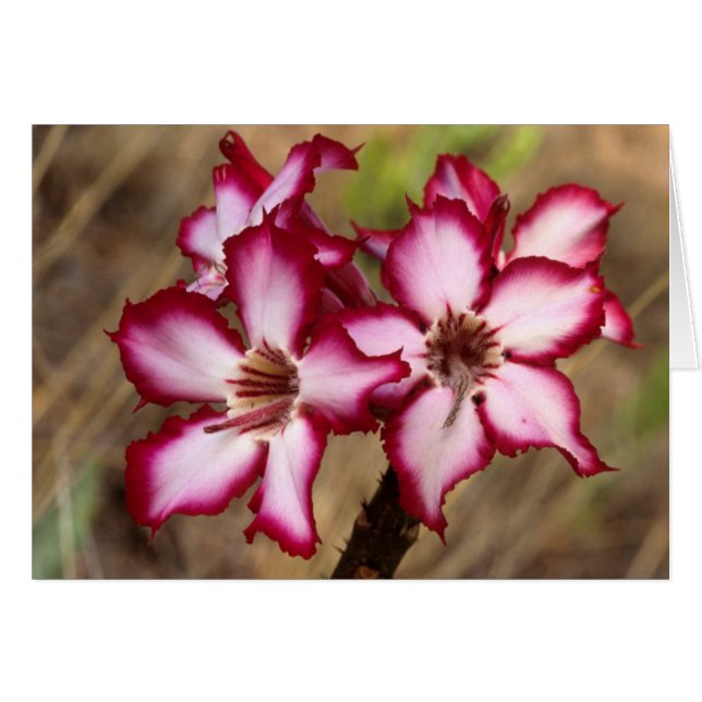 Impala lelie (Adenium Multiflorum), Kruger (Voorkant Horizontaal)