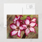 Impala lelie (Adenium Multiflorum), Kruger Briefkaart (Voorkant / Achterkant)
