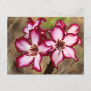 Impala lelie (Adenium Multiflorum), Kruger Briefkaart