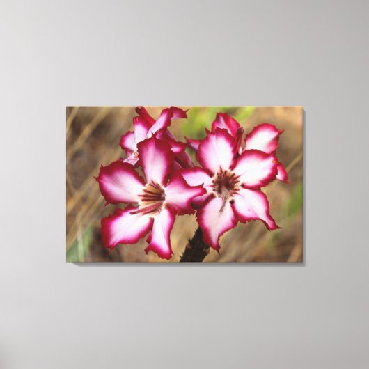 Impala lelie (Adenium Multiflorum), Kruger Canvas Afdruk (Voorkant)