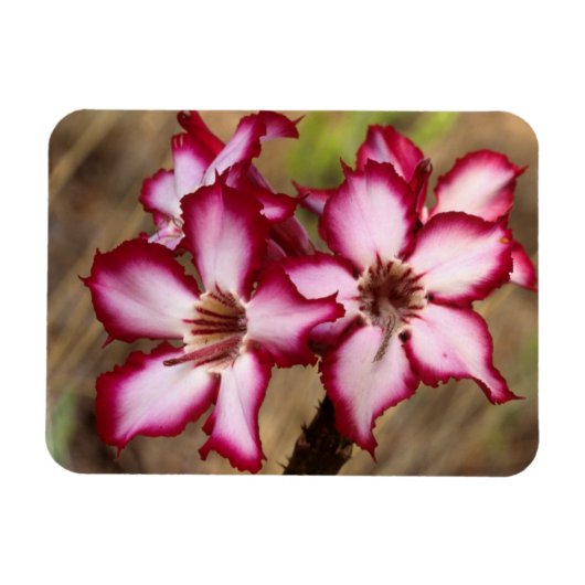 Impala lelie (Adenium Multiflorum), Kruger Magneet (Horizontaal)