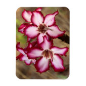 Impala lelie (Adenium Multiflorum), Kruger Magneet (Verticaal)
