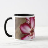Impala lelie (Adenium Multiflorum), Kruger Mok (Links)