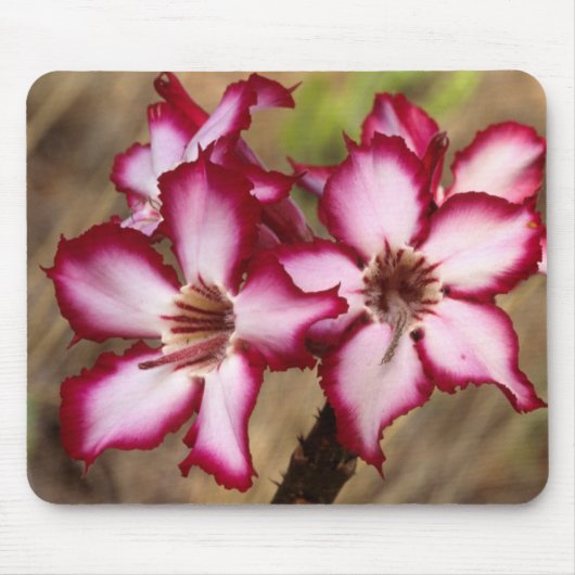 Impala lelie (Adenium Multiflorum), Kruger Muismat (Voorkant)