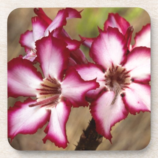 Impala lelie (Adenium Multiflorum), Kruger Onderzetter (Voorkant)