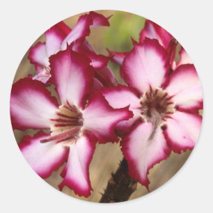 Impala lelie (Adenium Multiflorum), Kruger Ronde Sticker
