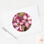 Impala lelie (Adenium Multiflorum), Kruger Ronde Sticker (Envelop)