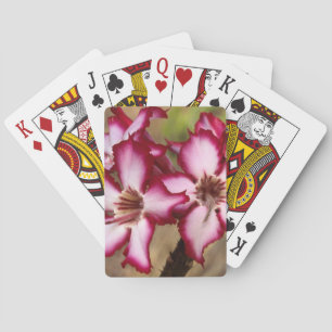 Impala lelie (Adenium Multiflorum), Kruger Speelkaarten