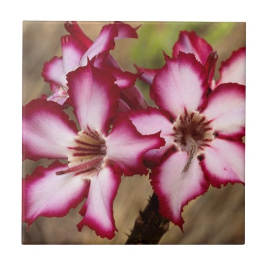 Impala lelie (Adenium Multiflorum), Kruger Tegeltje (Voorkant)