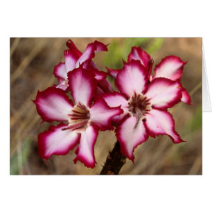 Impala Lily (Adenium Multiflorum), Kruger