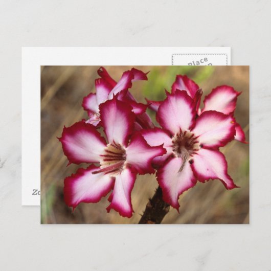 Impala Lily (Adenium Multiflorum), Kruger Briefkaart (Voorkant / Achterkant)