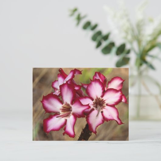 Impala Lily (Adenium Multiflorum), Kruger Briefkaart (Staand voorkant)