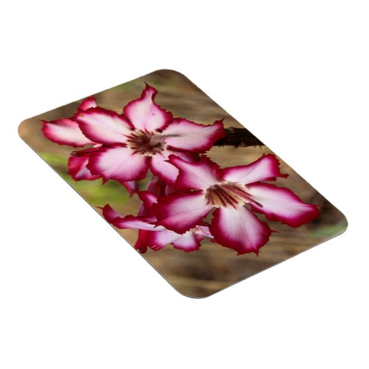 Impala Lily (Adenium Multiflorum), Kruger Magneet (Rechterzijde)