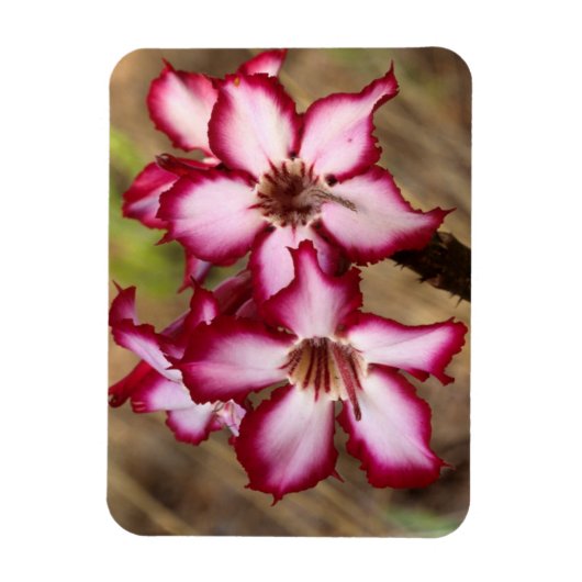Impala Lily (Adenium Multiflorum), Kruger Magneet (Verticaal)