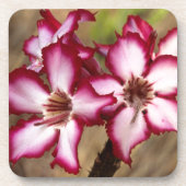 Impala Lily (Adenium Multiflorum), Kruger Onderzetter (Voorkant)