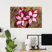 Impala Lily (Adenium Multiflorum), Kruger Poster (Thuiskantoor)