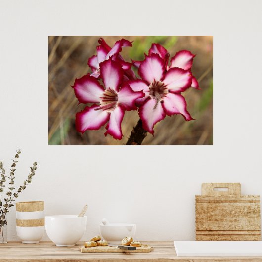 Impala Lily (Adenium Multiflorum), Kruger Poster (Keuken)