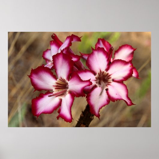 Impala Lily (Adenium Multiflorum), Kruger Poster (Voorkant)