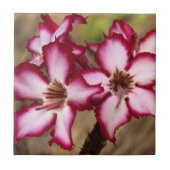Impala Lily (Adenium Multiflorum), Kruger Tegeltje (Voorkant)