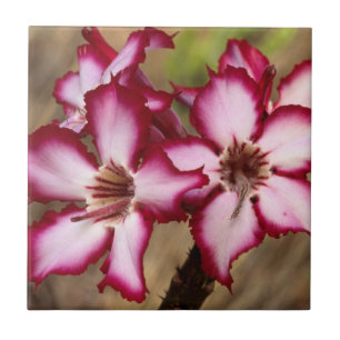 Impala Lily (Adenium Multiflorum), Kruger Tegeltje