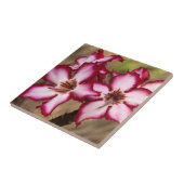 Impala Lily (Adenium Multiflorum), Kruger Tegeltje (Zijkant)