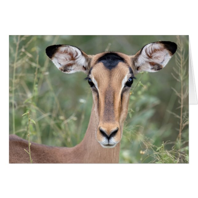Impala Portrait (Voorkant Horizontaal)